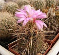 Нажмите на изображение для увеличения.

Название:	Thelocactusb icolor.jpg
Просмотров:	231
Размер:	68.0 Кб
ID:	318859