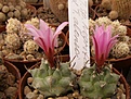 Нажмите на изображение для увеличения.

Название:	Turbinicarpus hybr.jpg
Просмотров:	284
Размер:	70.9 Кб
ID:	318860