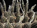 Нажмите на изображение для увеличения.

Название:	Setiechinopsis_mirablis.jpg
Просмотров:	304
Размер:	166.4 Кб
ID:	318864