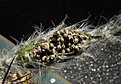 Нажмите на изображение для увеличения.

Название:	Setiechinopsis_mirablis1.jpg
Просмотров:	323
Размер:	98.9 Кб
ID:	318865