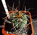 Нажмите на изображение для увеличения.

Название:	Gymnocalycium_cardenasianum.jpg
Просмотров:	967
Размер:	130.2 Кб
ID:	318912