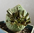 Нажмите на изображение для увеличения.

Название:	Pseudolithos eilensis_15buds_8.11.JPG
Просмотров:	207
Размер:	209.8 Кб
ID:	318945