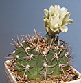 Нажмите на изображение для увеличения.

Название:	Gymnocalycium_intertextum.JPG
Просмотров:	189
Размер:	169.0 Кб
ID:	318994