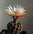 Нажмите на изображение для увеличения.

Название:	Neochilenia occulta_3Y-fl_9.11.JPG
Просмотров:	254
Размер:	118.3 Кб
ID:	319130