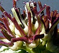 Нажмите на изображение для увеличения.

Название:	Pseudolithos eilensis_fl_9.115.JPG
Просмотров:	230
Размер:	144.1 Кб
ID:	319137