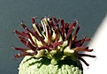Нажмите на изображение для увеличения.

Название:	Pseudolithos eilensis_fl_9.114.JPG
Просмотров:	217
Размер:	85.3 Кб
ID:	319138
