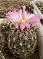 Нажмите на изображение для увеличения.

Название:	Coryphantha ramillosa.jpg
Просмотров:	272
Размер:	75.1 Кб
ID:	319162