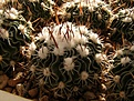 Нажмите на изображение для увеличения.

Название:	Echinofossulocactus sp.jpg
Просмотров:	276
Размер:	115.2 Кб
ID:	319163