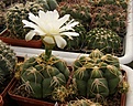 Нажмите на изображение для увеличения.

Название:	Gymnocalycium denudatum.jpg
Просмотров:	282
Размер:	101.8 Кб
ID:	319164
