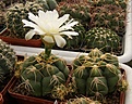 Нажмите на изображение для увеличения.

Название:	Gymnocalycium denudatum.jpg
Просмотров:	230
Размер:	101.8 Кб
ID:	319164