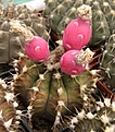 Нажмите на изображение для увеличения.

Название:	Gymnocalycium friedrichii.jpg
Просмотров:	229
Размер:	66.8 Кб
ID:	319165