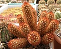 Нажмите на изображение для увеличения.

Название:	Mammillaria elongata cv.jpg
Просмотров:	226
Размер:	97.7 Кб
ID:	319166