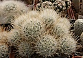 Нажмите на изображение для увеличения.

Название:	Mammillaria pennispinosa v nazasensis.jpg
Просмотров:	230
Размер:	95.7 Кб
ID:	319167