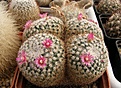 Нажмите на изображение для увеличения.

Название:	Mammillaria perbella.jpg
Просмотров:	271
Размер:	91.7 Кб
ID:	319168