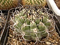 Нажмите на изображение для увеличения.

Название:	Neoporteria clavata v procera KK5.jpg
Просмотров:	278
Размер:	106.7 Кб
ID:	319169