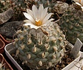 Нажмите на изображение для увеличения.

Название:	Turbinicarpus sp Negrita.jpg
Просмотров:	277
Размер:	66.7 Кб
ID:	319171
