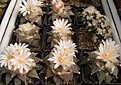 Нажмите на изображение для увеличения.

Название:	Ariocarpus retusus.jpg
Просмотров:	273
Размер:	61.3 Кб
ID:	319172