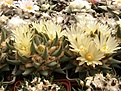Нажмите на изображение для увеличения.

Название:	Ariocarpus trigonus.jpg
Просмотров:	275
Размер:	76.3 Кб
ID:	319173