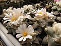 Нажмите на изображение для увеличения.

Название:	Ariocarpus retusus.jpg
Просмотров:	272
Размер:	78.8 Кб
ID:	319174