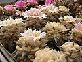 Нажмите на изображение для увеличения.

Название:	Ariocarpus retusus.jpg
Просмотров:	271
Размер:	75.1 Кб
ID:	319175