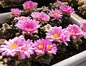 Нажмите на изображение для увеличения.

Название:	Ariocarpus fissuratus.jpg
Просмотров:	274
Размер:	107.1 Кб
ID:	319176