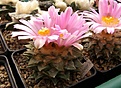 Нажмите на изображение для увеличения.

Название:	Ariocarpus hybr.jpg
Просмотров:	275
Размер:	73.6 Кб
ID:	319177