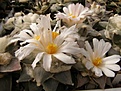 Нажмите на изображение для увеличения.

Название:	Ariocarpus retusus.jpg
Просмотров:	277
Размер:	68.7 Кб
ID:	319180