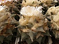 Нажмите на изображение для увеличения.

Название:	Ariocarpus retusus.jpg
Просмотров:	273
Размер:	66.0 Кб
ID:	319181