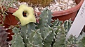 Нажмите на изображение для увеличения.

Название:	Huernia  bayeri  260920112645.jpg
Просмотров:	205
Размер:	68.1 Кб
ID:	319184