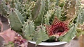 Нажмите на изображение для увеличения.

Название:	Huernia  piersii  260920112642.jpg
Просмотров:	209
Размер:	76.0 Кб
ID:	319185
