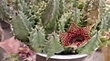 Нажмите на изображение для увеличения.

Название:	Huernia  piersii  260920112642.jpg
Просмотров:	193
Размер:	76.0 Кб
ID:	319185