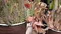 Нажмите на изображение для увеличения.

Название:	Huernia  piersii  260920112640.jpg
Просмотров:	205
Размер:	67.2 Кб
ID:	319186