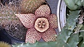 Нажмите на изображение для увеличения.

Название:	Stapelia  variegata  260920112689.jpg
Просмотров:	181
Размер:	107.1 Кб
ID:	319191