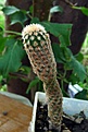 Нажмите на изображение для увеличения.

Название:	Echinocereus reichenbachii MAO-0005_3y_6.11.JPG
Просмотров:	434
Размер:	92.5 Кб
ID:	319311