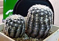 Нажмите на изображение для увеличения.

Название:	Echinocereus reichenbachii_SB387_5y_9.11.JPG
Просмотров:	434
Размер:	142.1 Кб
ID:	319312