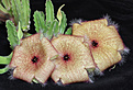 Нажмите на изображение для увеличения.

Название:	Stapelia_gigantea.jpg
Просмотров:	225
Размер:	289.9 Кб
ID:	319381