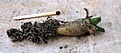 Нажмите на изображение для увеличения.

Название:	Ariocarpus scapharostrus_6y_8.11.JPG
Просмотров:	224
Размер:	98.2 Кб
ID:	319391