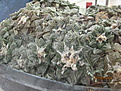 Нажмите на изображение для увеличения.

Название:	IMG_0822.JPG
Просмотров:	219
Размер:	165.0 Кб
ID:	319452