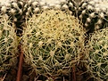Нажмите на изображение для увеличения.

Название:	Discocactus araneispinus.jpg
Просмотров:	278
Размер:	107.7 Кб
ID:	319472