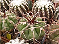 Нажмите на изображение для увеличения.

Название:	Discocactus placentiformis.jpg
Просмотров:	283
Размер:	80.2 Кб
ID:	319474