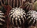 Нажмите на изображение для увеличения.

Название:	Discocactus woutersianus.jpg
Просмотров:	291
Размер:	105.7 Кб
ID:	319475