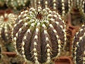 Нажмите на изображение для увеличения.

Название:	Uebelmannia pectinifera v pseudopectinifera.jpg
Просмотров:	288
Размер:	94.5 Кб
ID:	319476