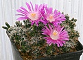 Нажмите на изображение для увеличения.

Название:	Trichodiadema_densum_Willowmore_IMG_4077.jpg
Просмотров:	179
Размер:	140.6 Кб
ID:	319521