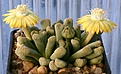 Нажмите на изображение для увеличения.

Название:	Titanopsis_schwantesii_luederitzii_IMG_4166.jpg
Просмотров:	181
Размер:	103.0 Кб
ID:	319523
