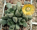 Нажмите на изображение для увеличения.

Название:	Aloinopsis_luckhoffii2.JPG
Просмотров:	187
Размер:	123.1 Кб
ID:	319526