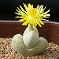 Нажмите на изображение для увеличения.

Название:	Dinteranthus_microspermus_puberulus_PV764.jpg
Просмотров:	149
Размер:	119.8 Кб
ID:	319537