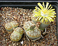 Нажмите на изображение для увеличения.

Название:	Lithops_pseudotruncatella_alpina_C068.jpg
Просмотров:	161
Размер:	141.5 Кб
ID:	319539