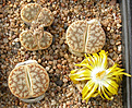 Нажмите на изображение для увеличения.

Название:	Lithops_pseudotruncatella_alpina_C381.jpg
Просмотров:	162
Размер:	172.6 Кб
ID:	319540