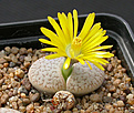 Нажмите на изображение для увеличения.

Название:	Lithops_pseudotruncatella_farinosa_C245.jpg
Просмотров:	160
Размер:	119.2 Кб
ID:	319541