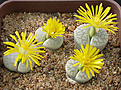 Нажмите на изображение для увеличения.

Название:	Lithops_pseudotruncatella_volkii_C69.jpg
Просмотров:	159
Размер:	142.8 Кб
ID:	319542